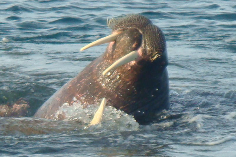 A walrus playing in the water (picture by Judi Parnell)